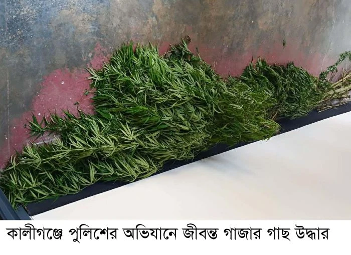 কালীগঞ্জে পানের বরজে চাষ করা গাঁজার গাছসহ আটক ১